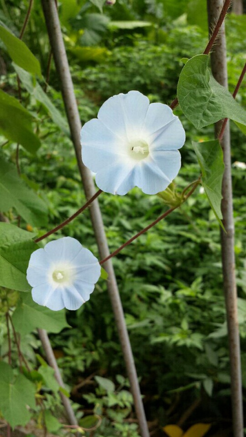 英國上空驚現龍_英國驚現牽牛花云_英國驚現幽靈茶葉袋