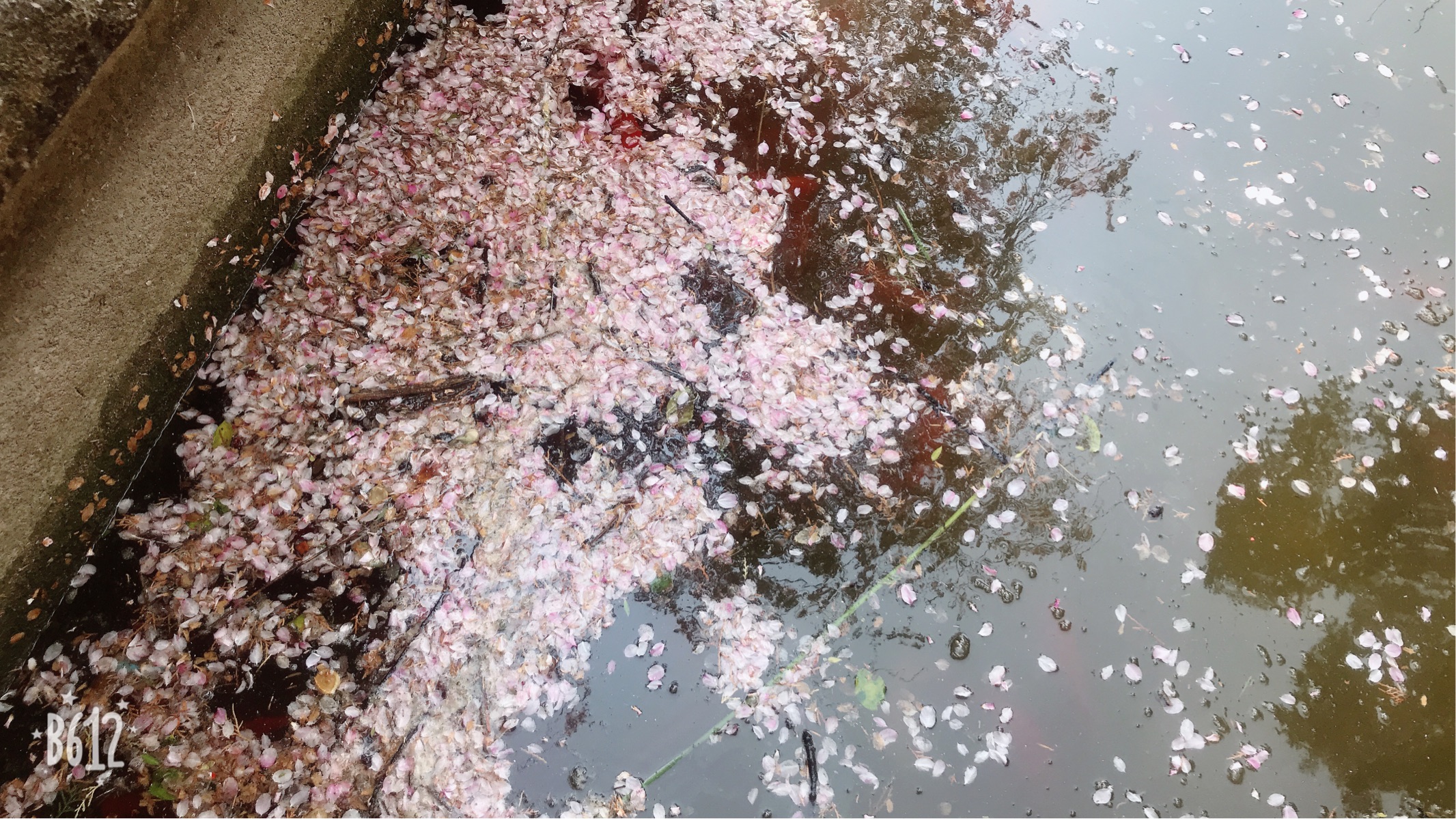 日本早稻田大學_晚稻田大學_按摩椅日本稻田