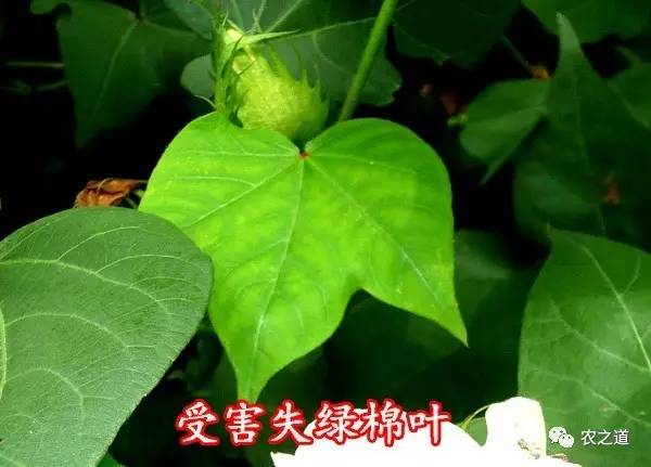 青蛙吃害蟲(chóng)_青蛙吃害蟲(chóng) 害蟲(chóng)啃莊稼圖片_青蛙吃害蟲(chóng)的看圖寫(xiě)話