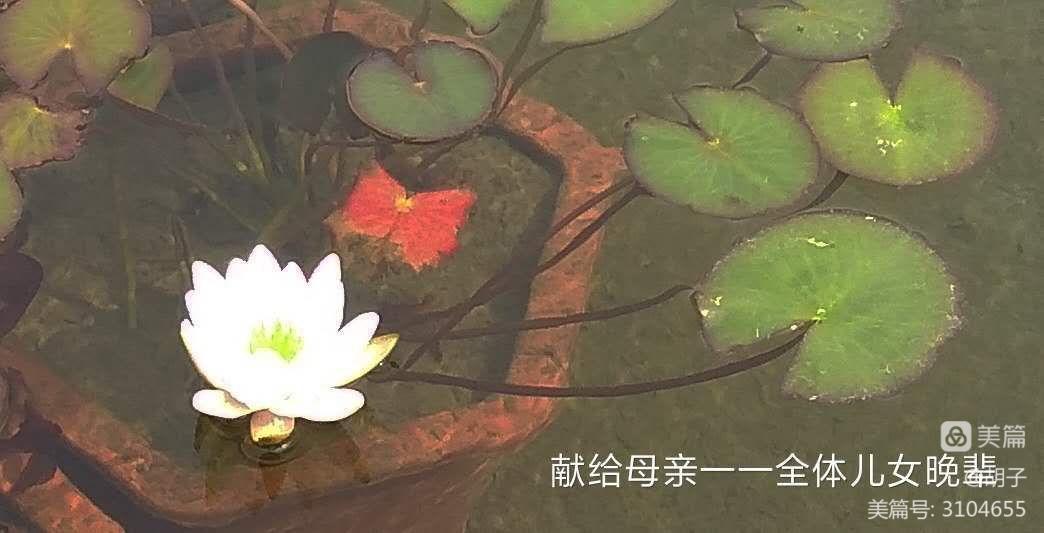 抖音里面折被子不用捆_射在褲子里就去睡會弄到被子嗎_藏在被子里的母愛