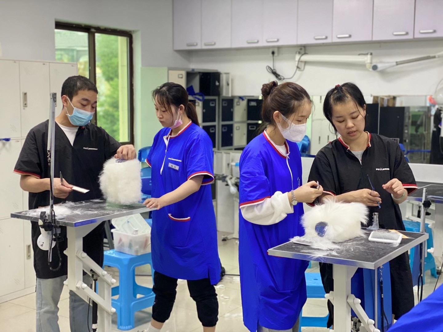 北京 寵物學(xué)校_北京若雯寵物美容學(xué)校_若雯寵物spa