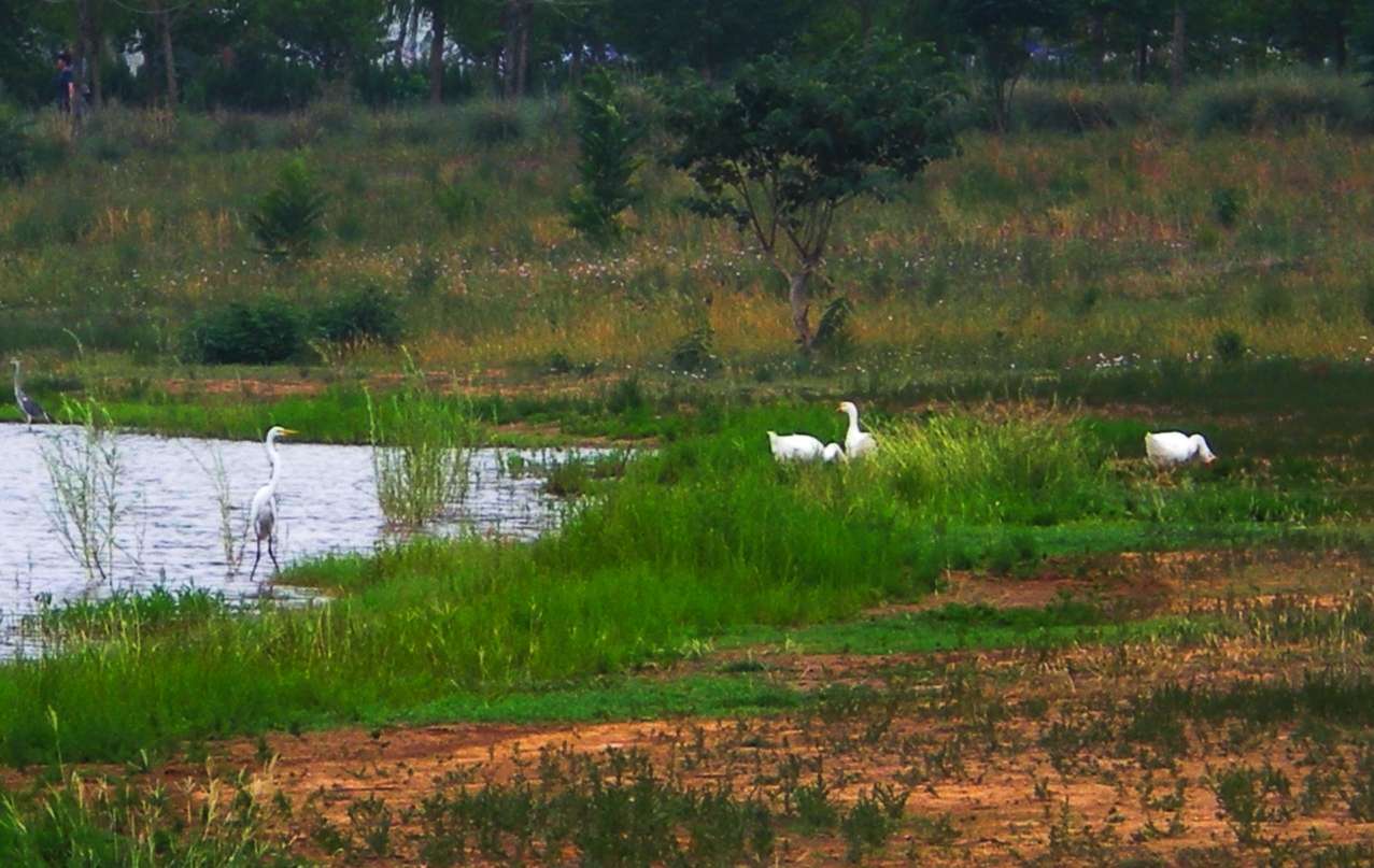 防城港白鷺公園_白鷺洲公園音樂噴泉_白鷺公園