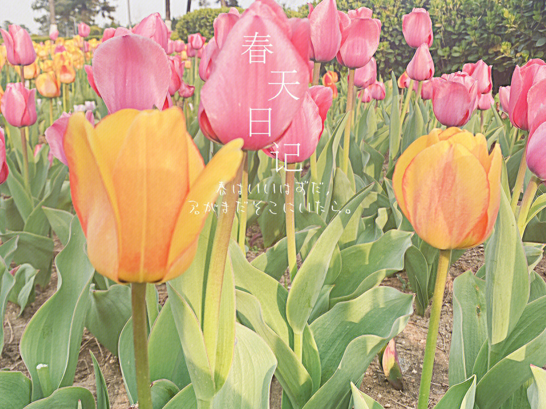 觀音山沙雕公園_威海海驢島沙雕公園_觀音山沙雕文化公園