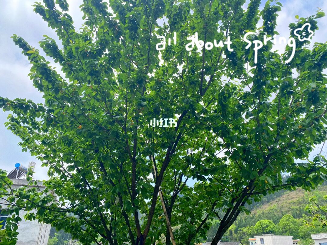 祭祀樹八點五河吧點五零前一樣_我家門前有兩棵樹_開遠有擺樹賓館有小妹嗎