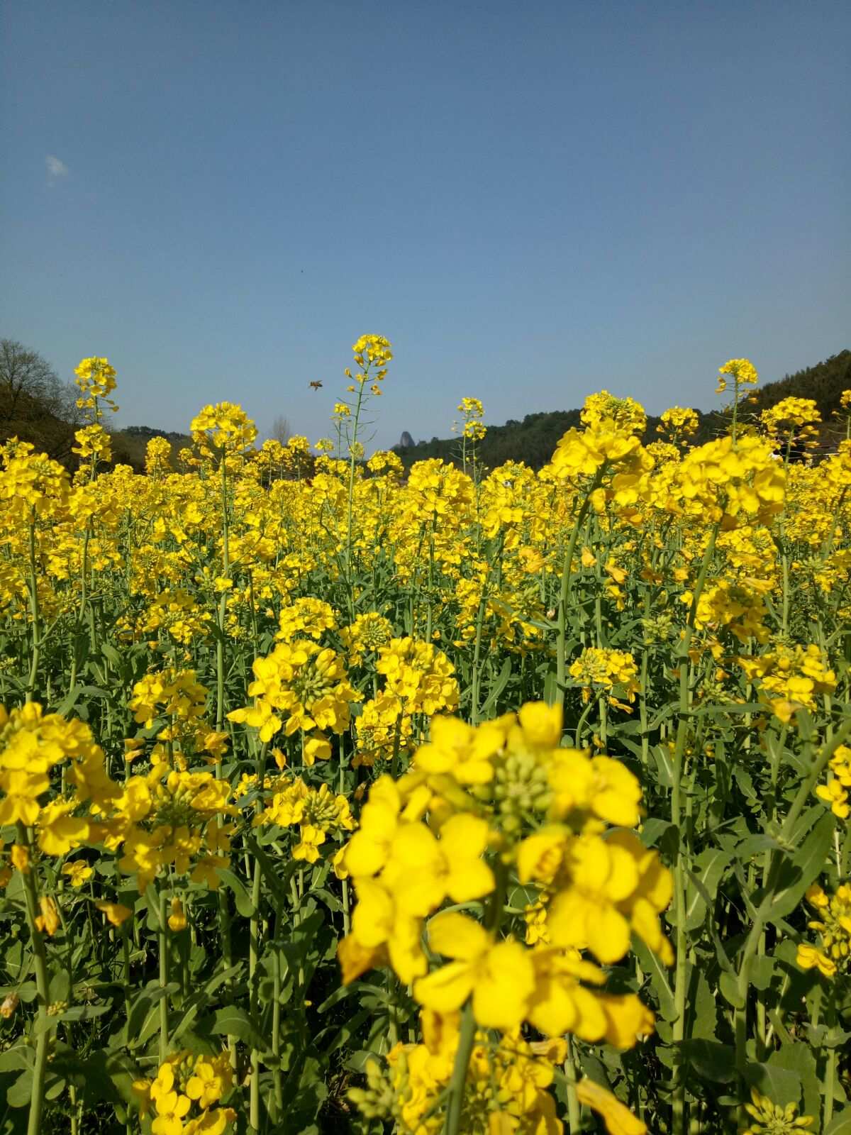 成長路上花香滿徑_遂寧花香滿境_滿村激情桃花香