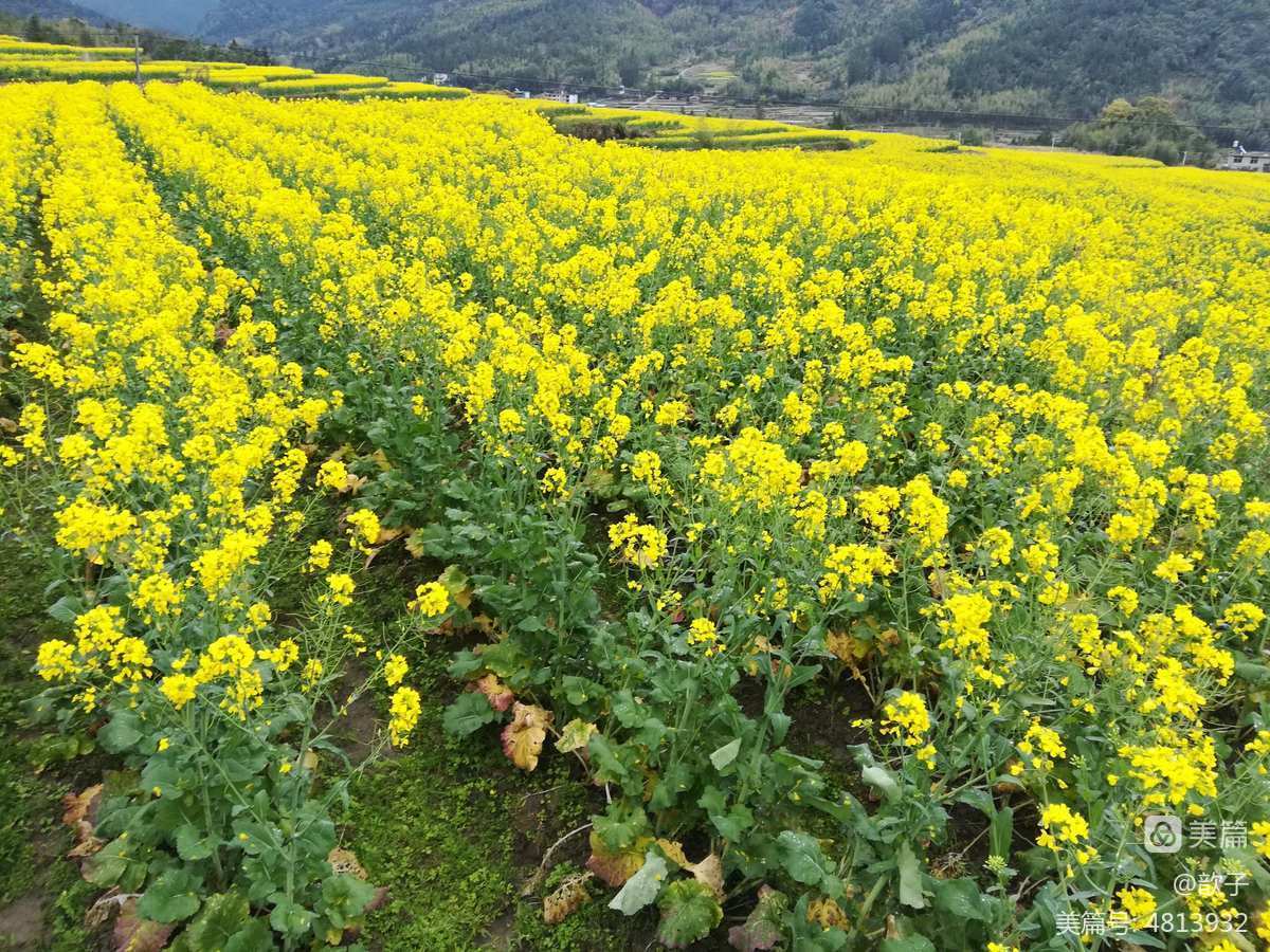 滿村激情桃花香_遂寧花香滿境_成長路上花香滿徑