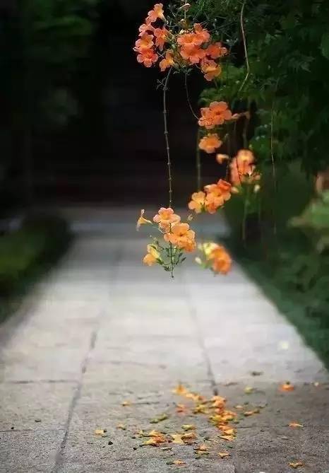 弄花香滿依_成長路上花香滿徑_成長的路上花香滿徑