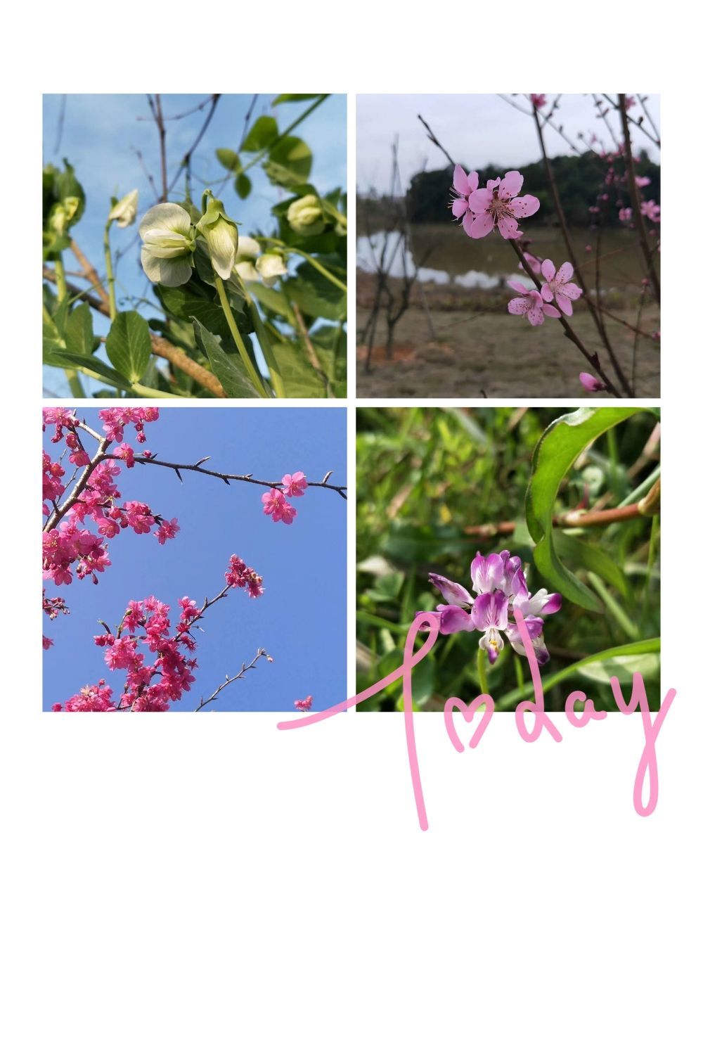 成長路上花香滿徑_成長路上,花香滿徑_村滿桃花香