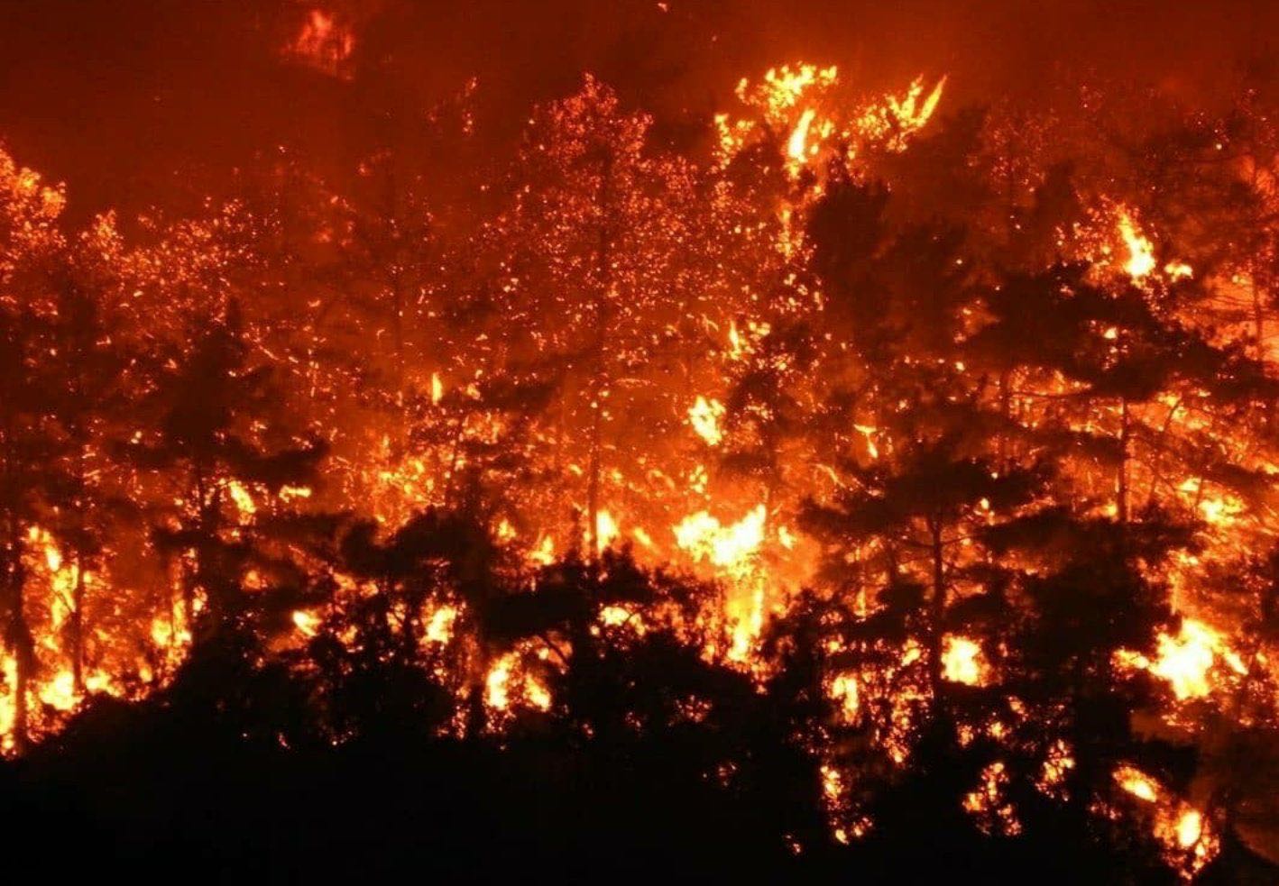 澳大利亞加州山火失控_美國加州救贖山_澳大利亞被火燒的蜘蛛