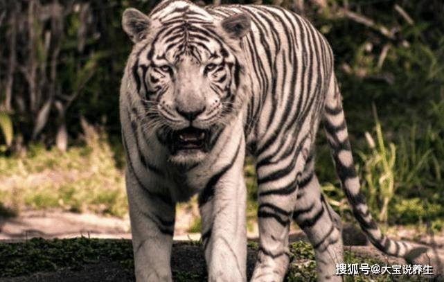 狐假虎威的寓言故事_虎假虎威的假字什么意思_虎假虎威的故事的道理