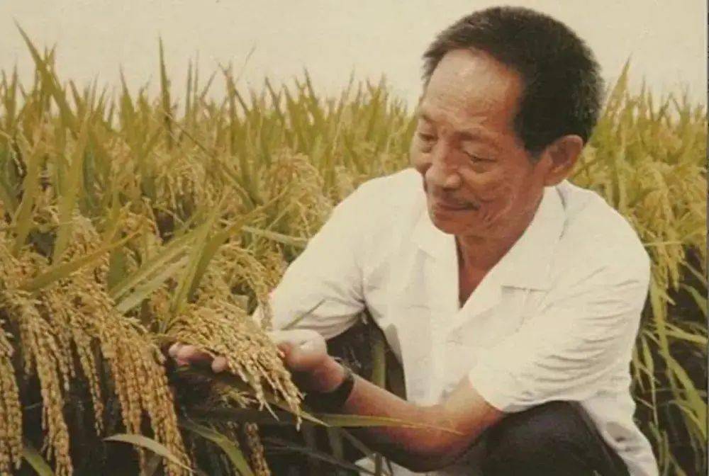 烤面筋爺爺稱像袁隆平很驕傲_給袁隆平爺爺的一封信_在展覽里,袁隆平爺爺