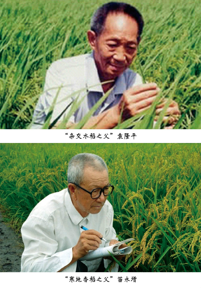 給袁隆平爺爺的一封信_在展覽里,袁隆平爺爺_烤面筋爺爺稱像袁隆平很驕傲