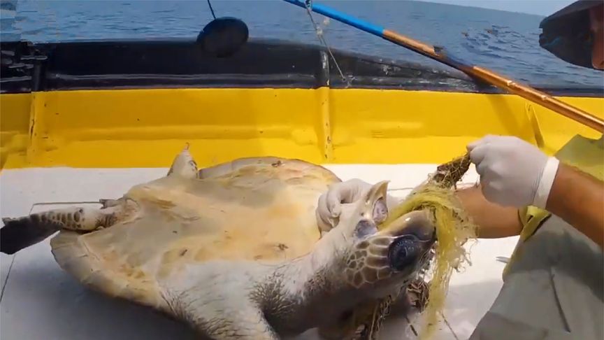 漁夫和金魚的故事_漁夫和金魚_漁夫和金魚怎樣的