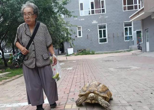 漁夫和金魚故事 英文版_漁夫和金魚的故事_漁夫和金魚故事動畫片