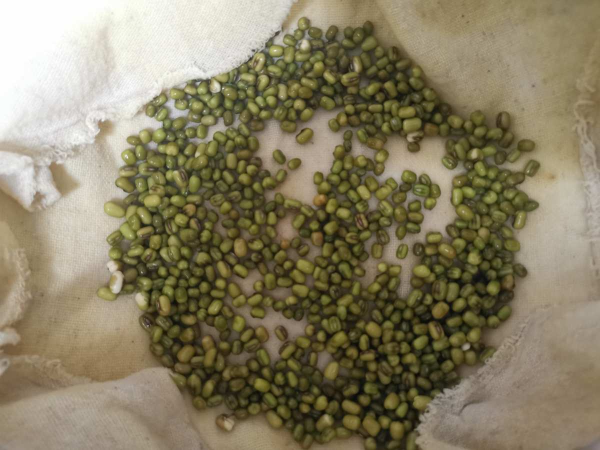 觀察豆芽日記300字_豆芽生長過程觀察日記_綠豆芽的生長觀察日記