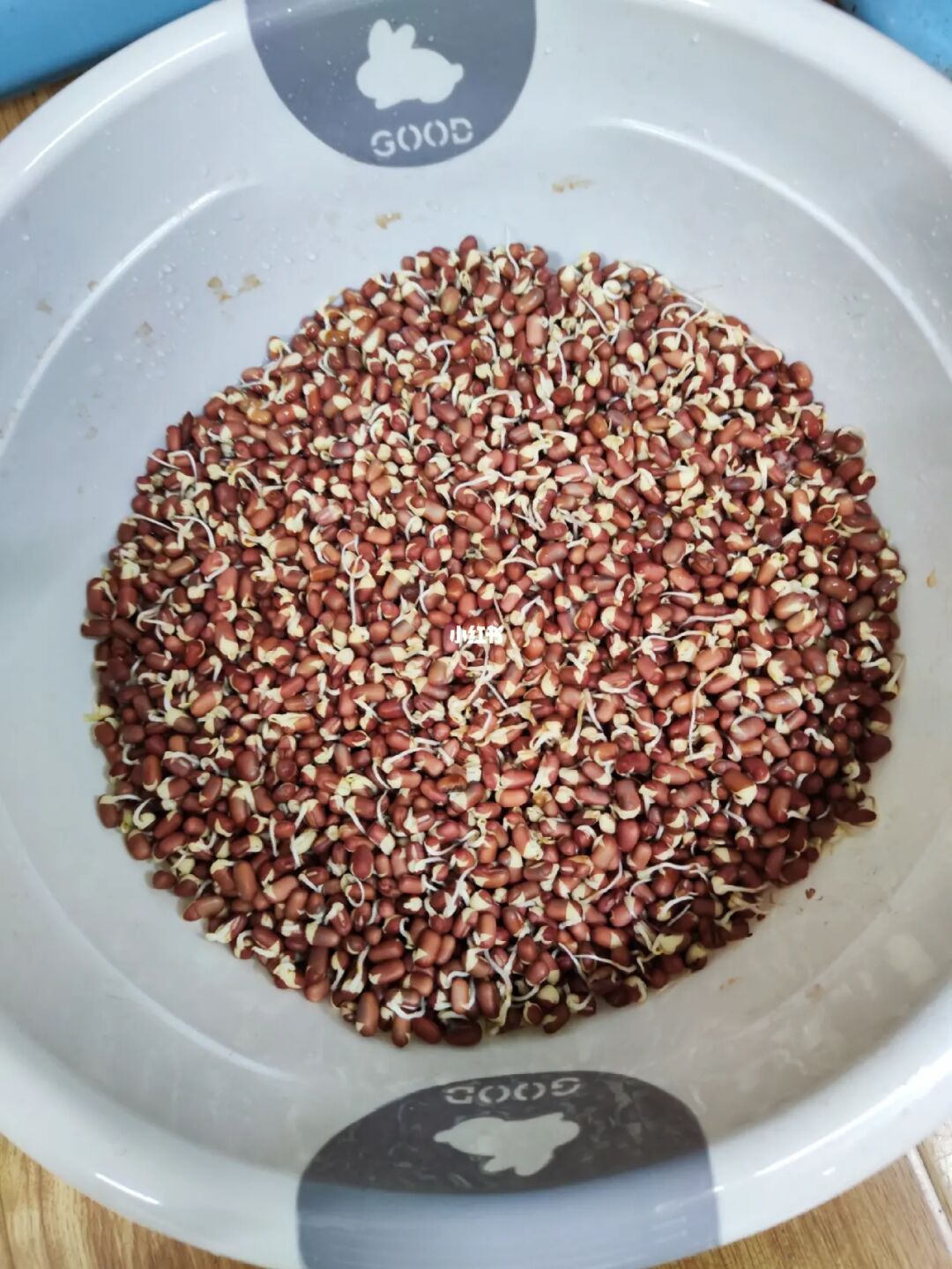 發豆芽的觀察日記七天_豆芽七天生長日記_綠豆芽的生長觀察日記
