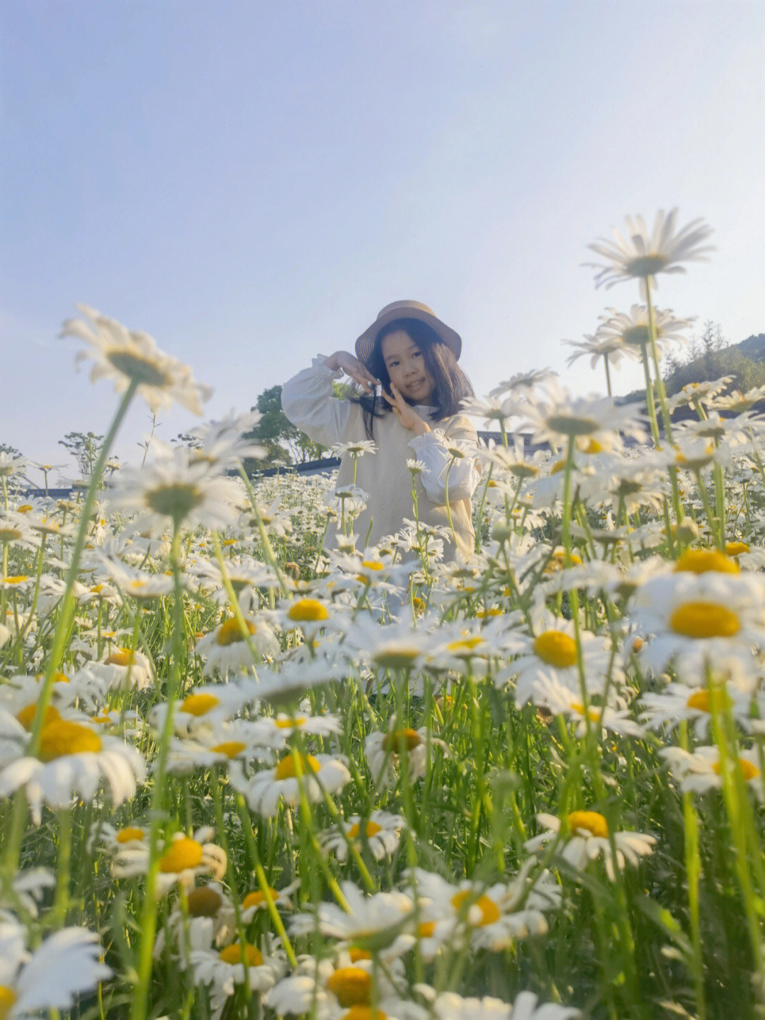 向日葵開在舊夏天_向日葵開過舊夏天_向日葵開在舊夏天小雛菊