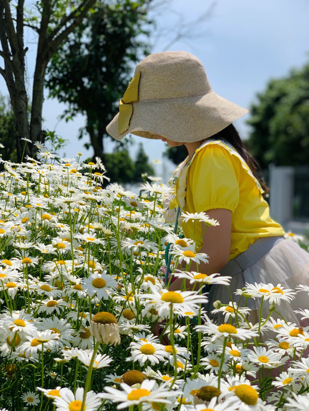 向日葵開過舊夏天_向日葵開在舊夏天_向日葵開在舊夏天小雛菊