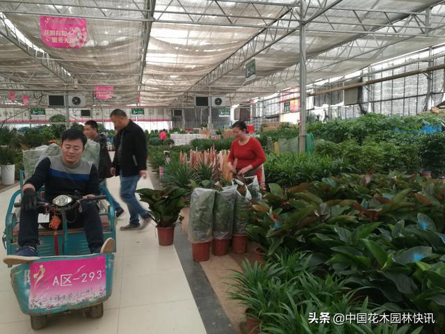 中國駐舊金山領事_非州駐成都總領事館_成都 領事館區 開工