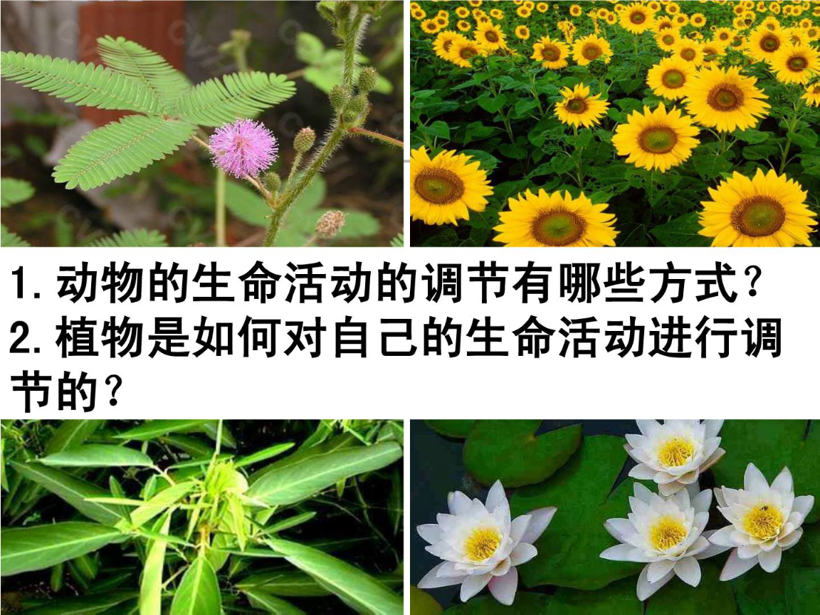 動物是怎么睡覺的_動物睡覺的方式千奇百怪_動物睡覺姿勢
