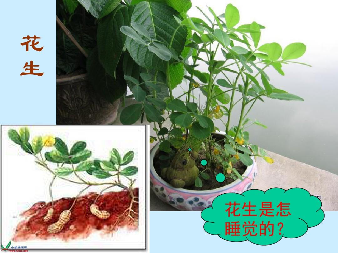 動物是怎么睡覺的_動物睡覺姿勢_動物睡覺的方式千奇百怪