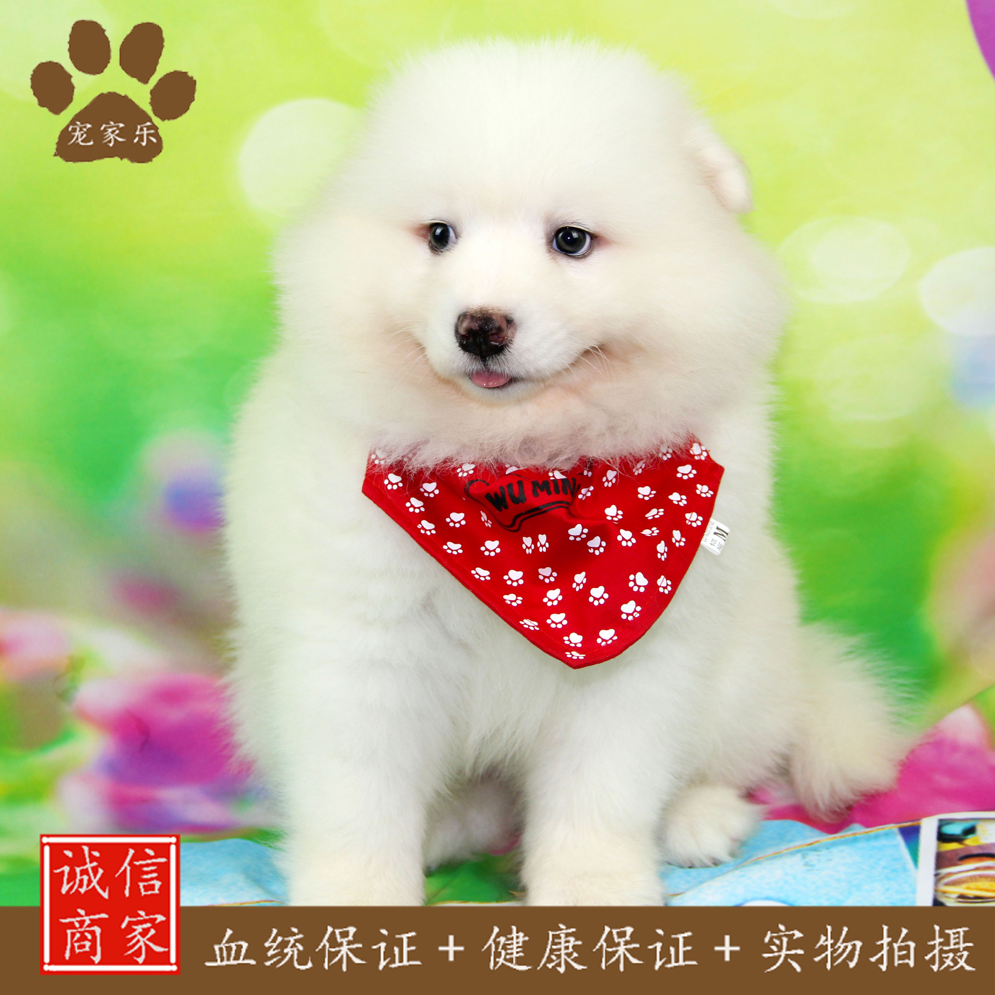 學美容去哪家學校好_廣州學美容專業的學校好_中國最好寵物美容學校