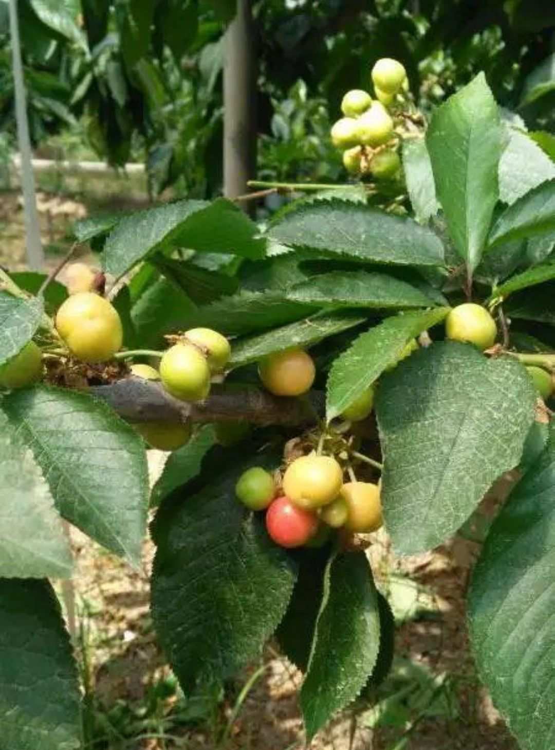 謊言辯論善意誠信會怎么樣_誠信與善意的謊言辯論會_辯論善意的謊言和誠信