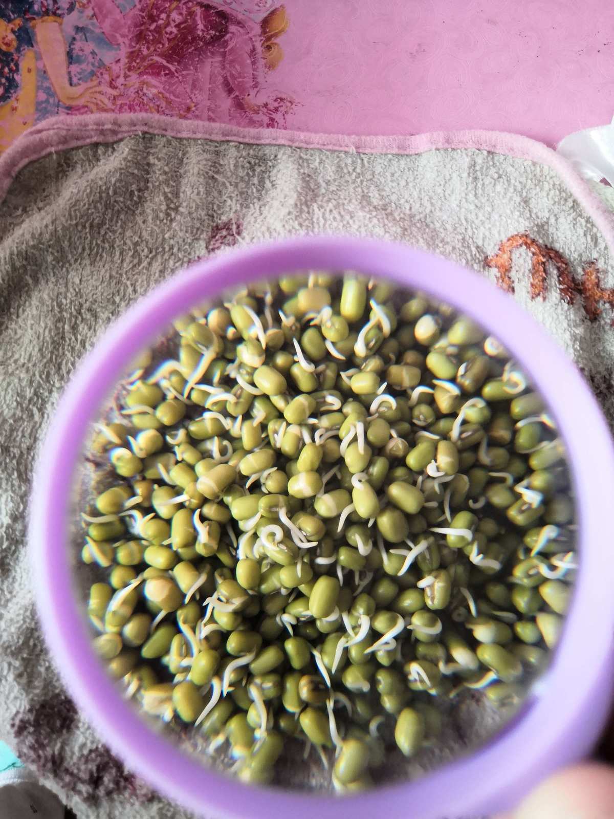 觀察日記之綠豆芽生長_生長綠豆芽的觀察日記怎么寫_綠豆芽的生長過程觀察日記
