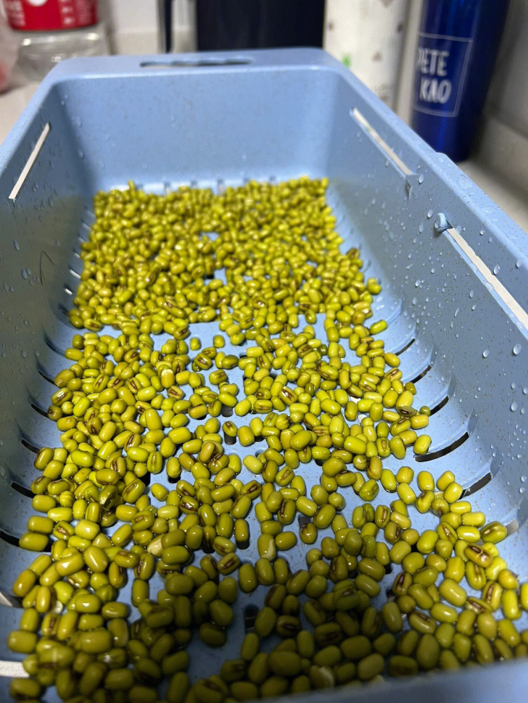 觀察日記之綠豆芽生長_生長綠豆芽的觀察日記怎么寫_綠豆芽的生長過程觀察日記
