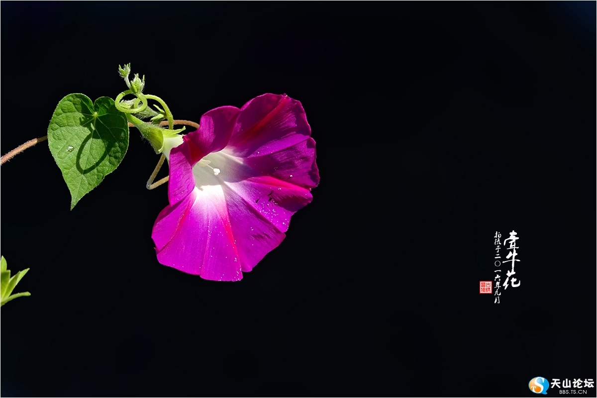 打碗花和牽牛花的區(qū)別_夕顏花與牽牛花的區(qū)別_日本驚現(xiàn)牽牛花云