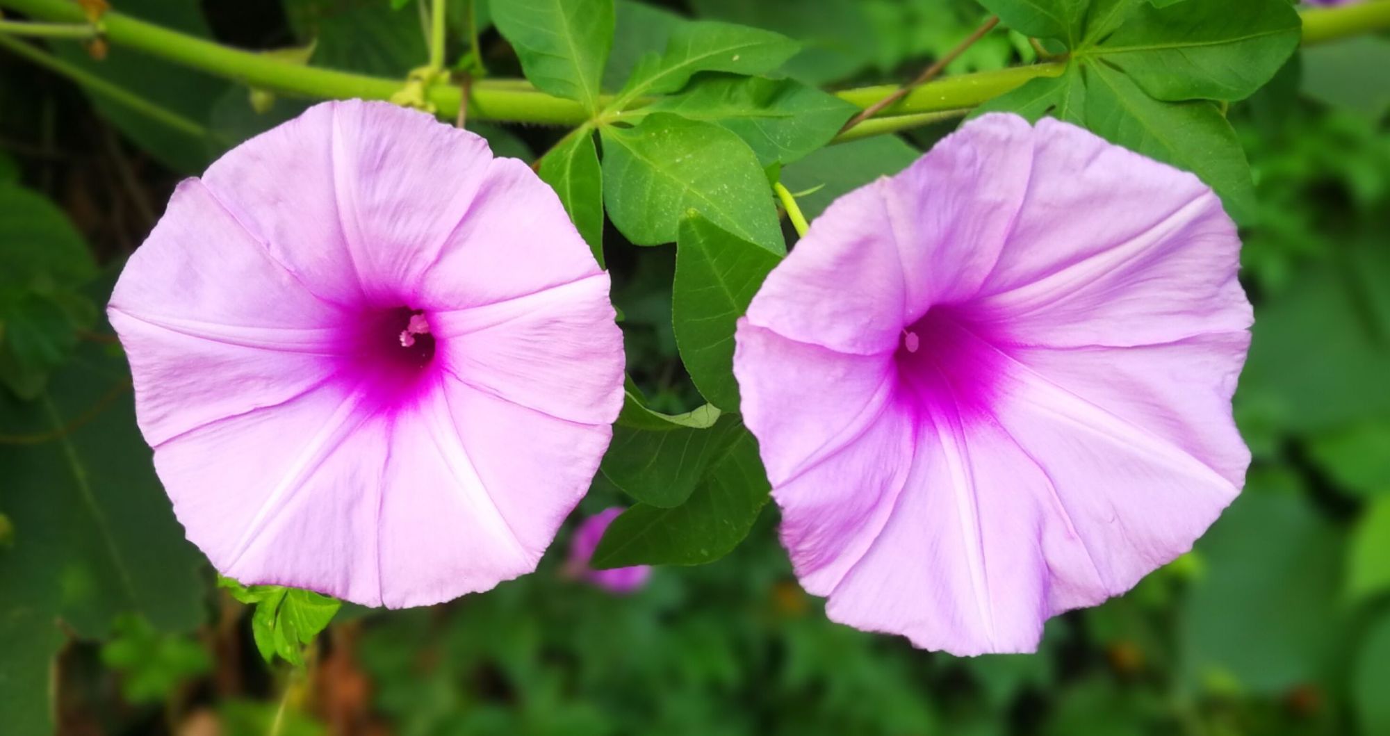 打碗花和牽牛花的區(qū)別_夕顏花與牽牛花的區(qū)別_日本驚現(xiàn)牽牛花云