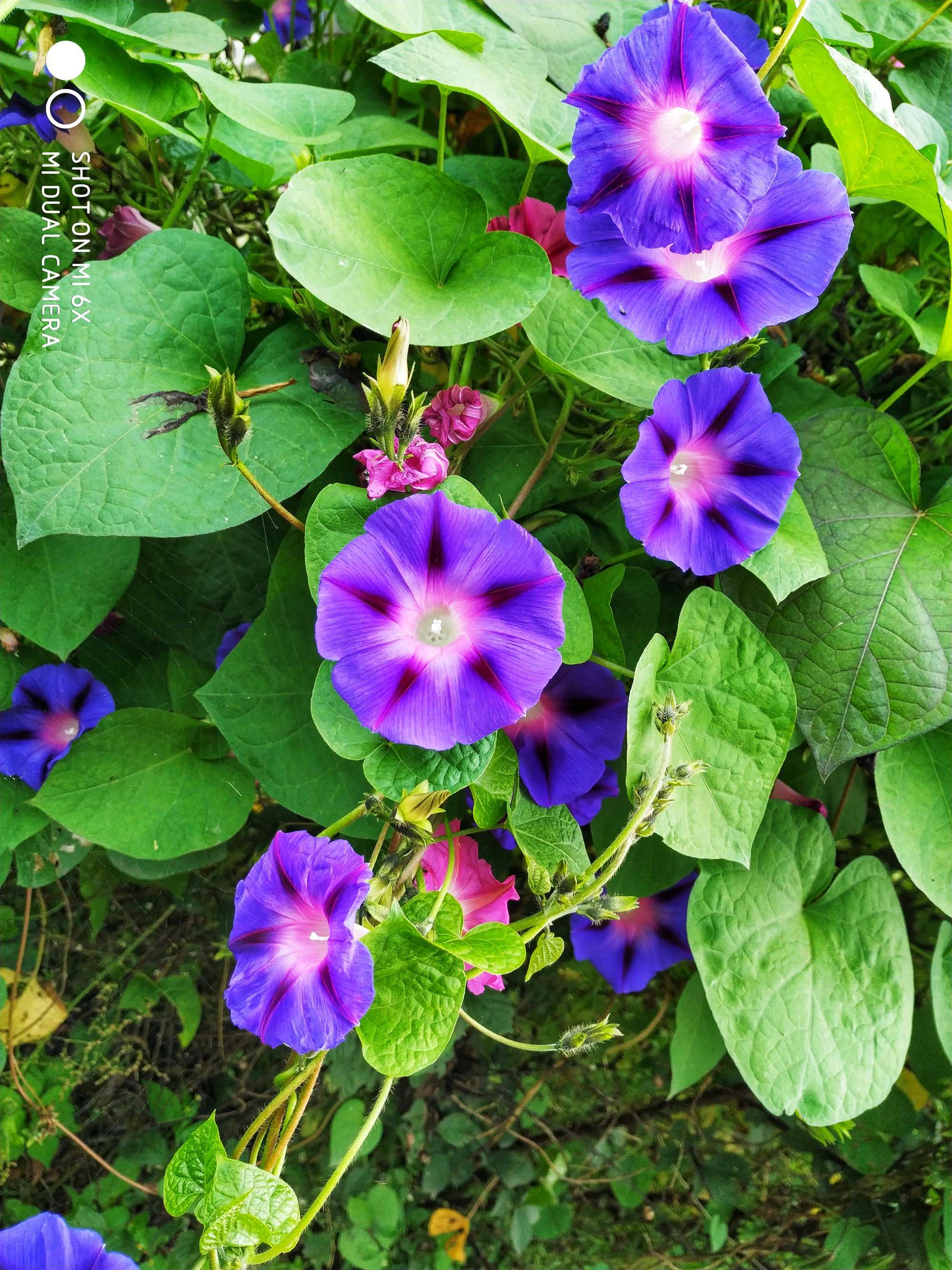 日本驚現(xiàn)牽牛花云_打碗花和牽牛花的區(qū)別_夕顏花與牽牛花的區(qū)別