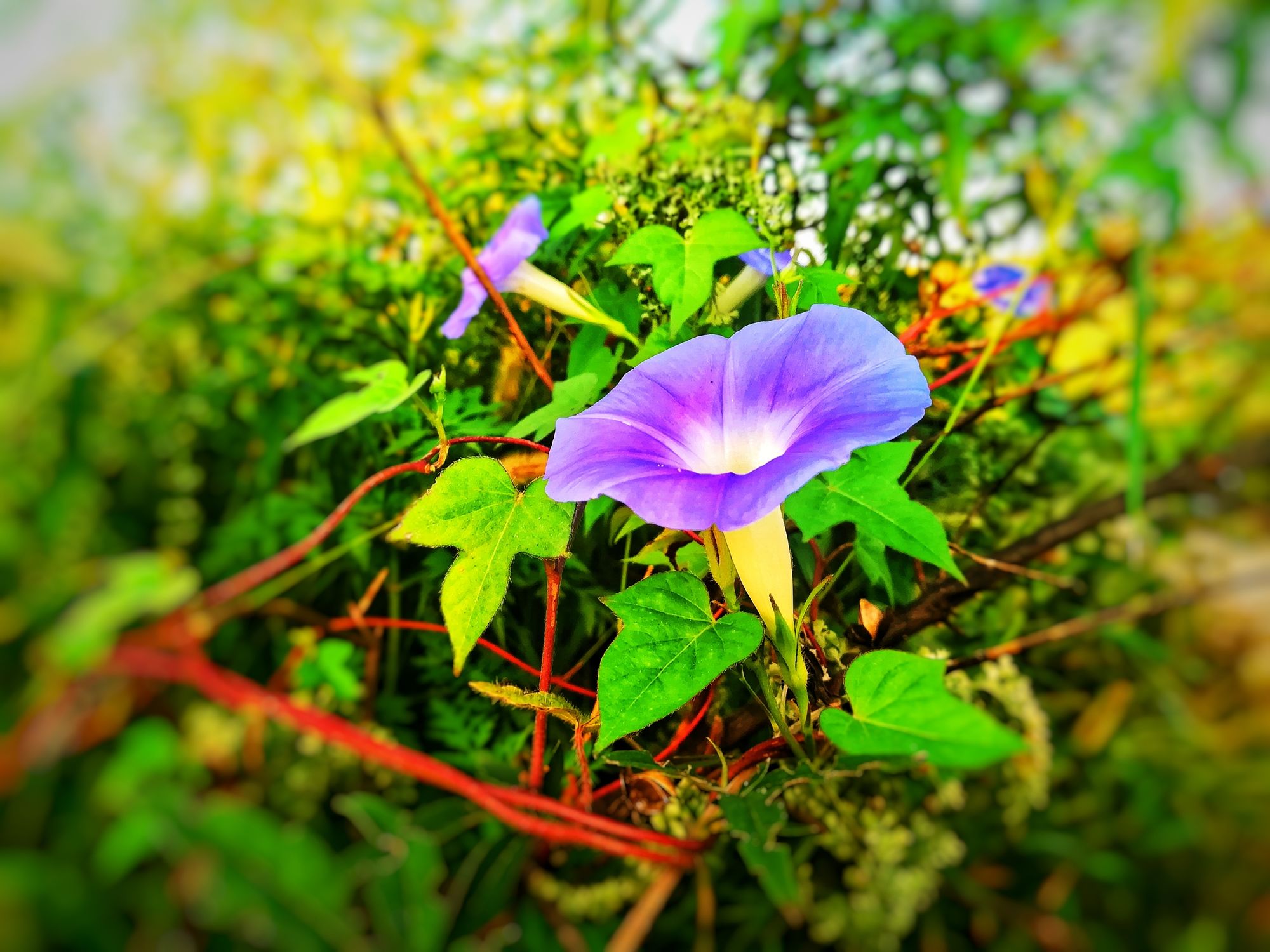 日本驚現(xiàn)牽牛花云_打碗花和牽牛花的區(qū)別_夕顏花與牽牛花的區(qū)別