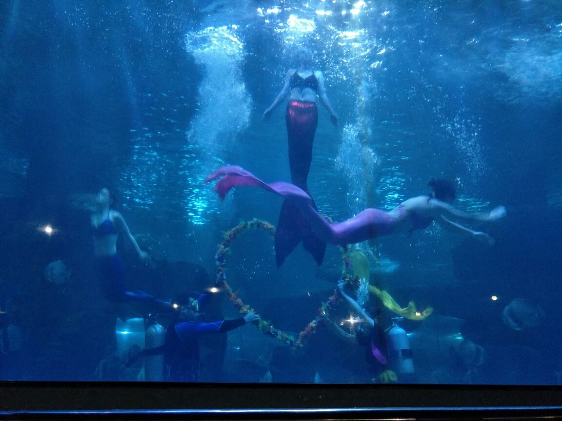蓬萊極地海洋世界門票價格_蓬萊極地海洋世界_蓬萊極地海洋世界游玩攻略
