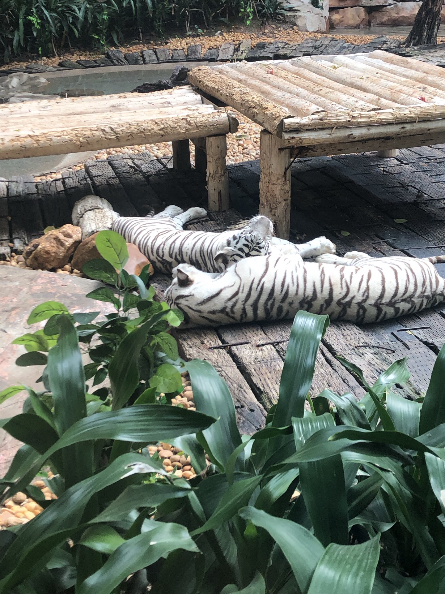 香江野生動物園攻略_香江野生動物園票價2021_香江野生動物園自駕車攻略