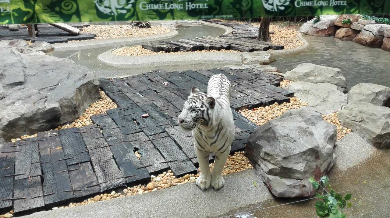 香江野生動物園攻略_香江野生動物園票價2021_香江野生動物園自駕車攻略