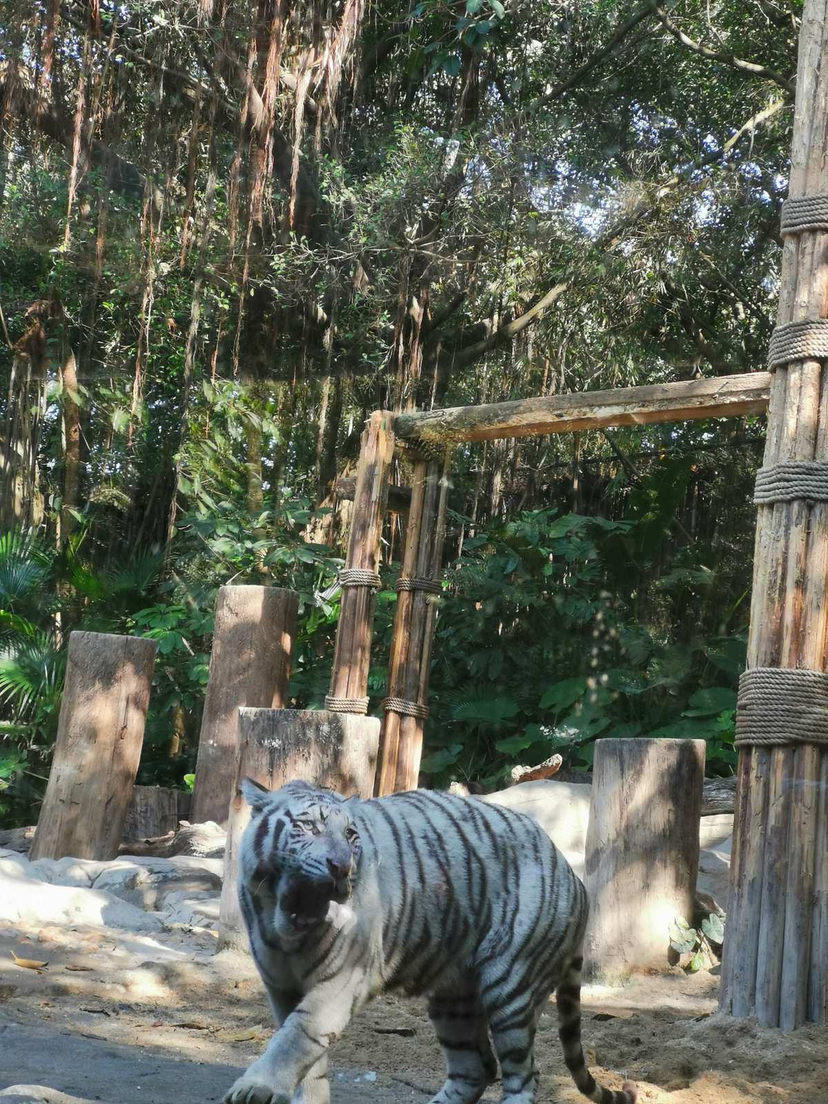 香江野生動物園自駕車攻略_香江野生動物園票價2021_香江野生動物園攻略