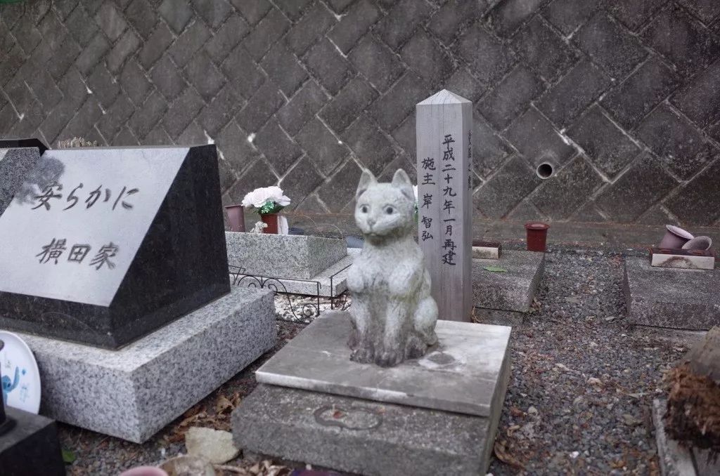 貓有十條命_貓有九條命真的嗎_貓有一條命