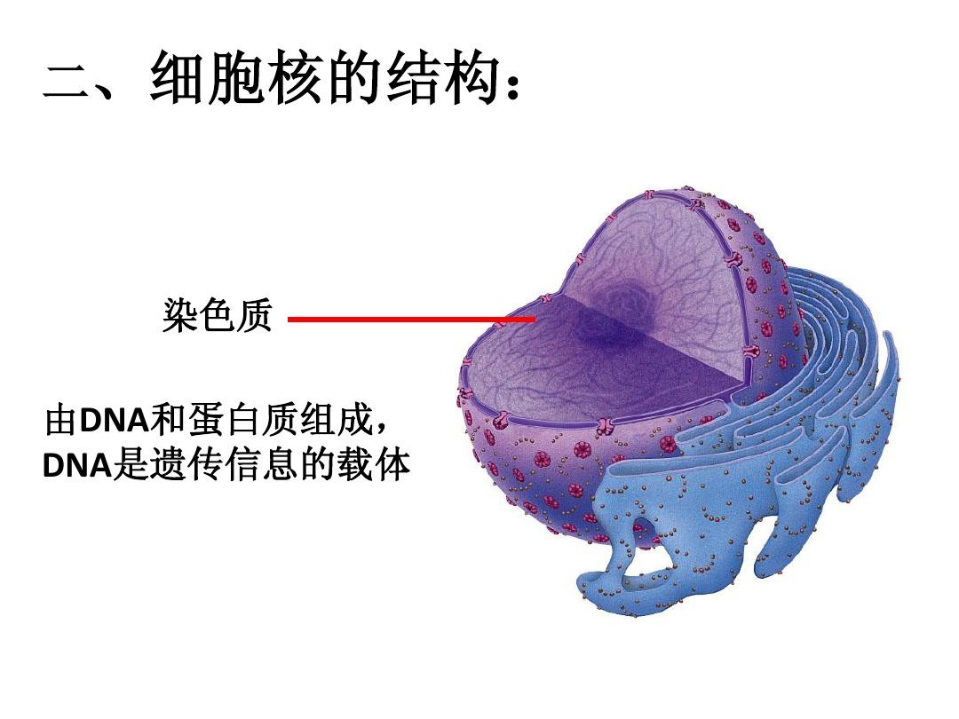 細胞核結構模型_細胞核結構圖手繪_細胞核的結構