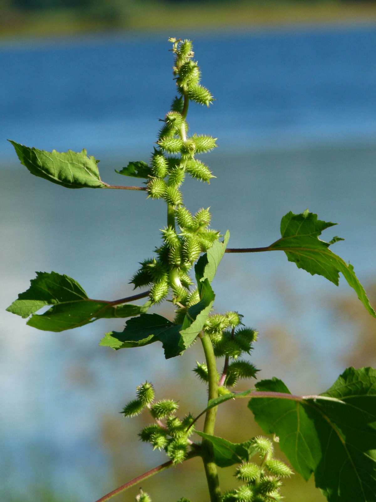種子傳播植物資料大全_植物傳播種子的資料_種子傳播植物資料怎么寫