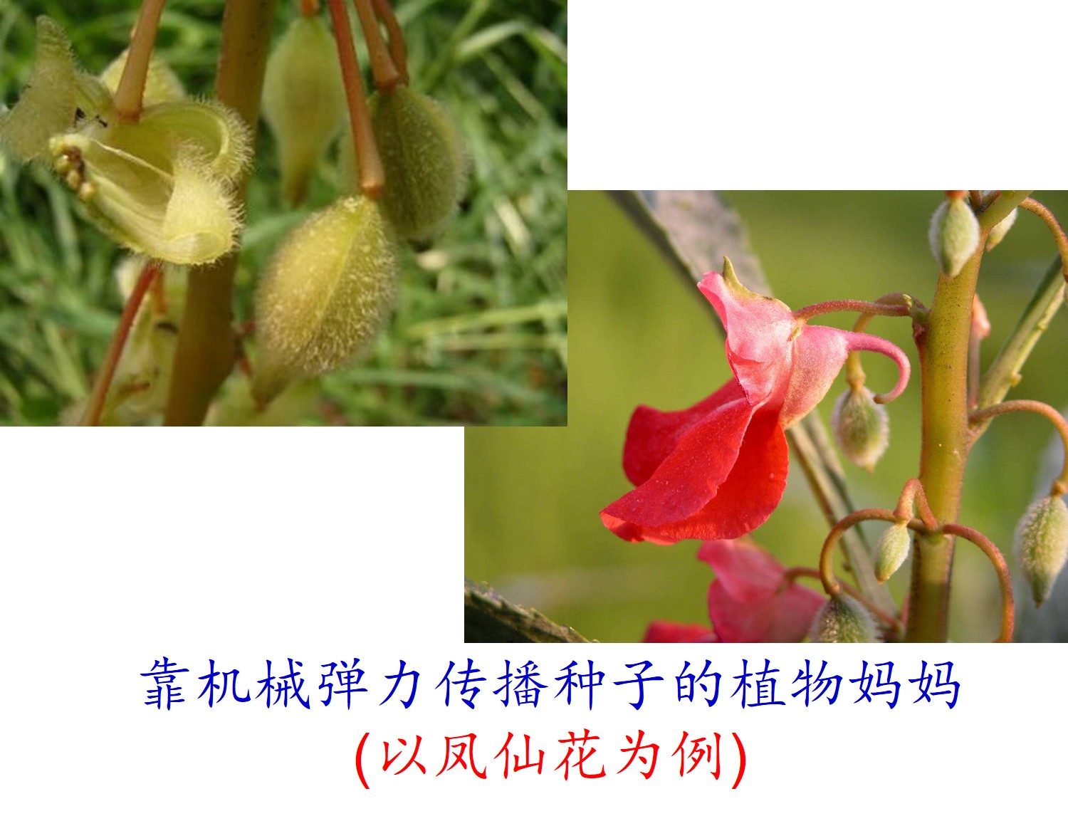 種子傳播植物資料怎么寫_植物傳播種子的資料_種子傳播植物資料大全