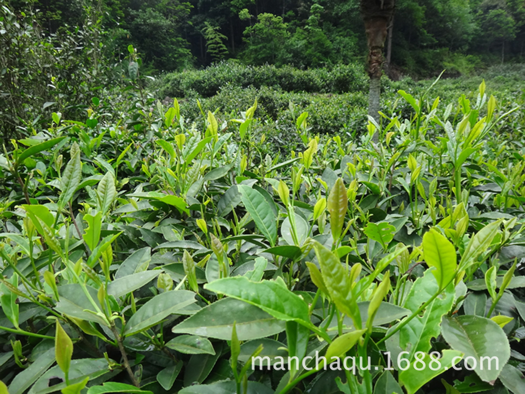 歷史名茶故事簡介_十大名茶的歷史故事_十大歷史名茶及典故