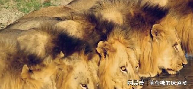 小獅子愛爾莎續寫_小獅子愛爾莎閱讀_小獅子愛爾莎作者的結局