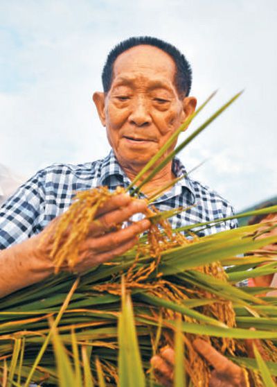 袁老走遍上海稻農田_袁老走遍上海稻農田_袁老走遍上海稻農田