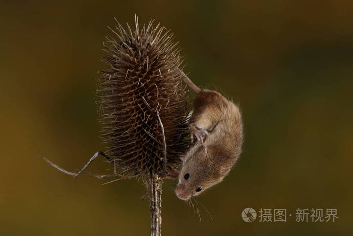喜歡小動物作文500字作文_我喜歡的小動物作文_動物作文喜歡小貓怎么寫