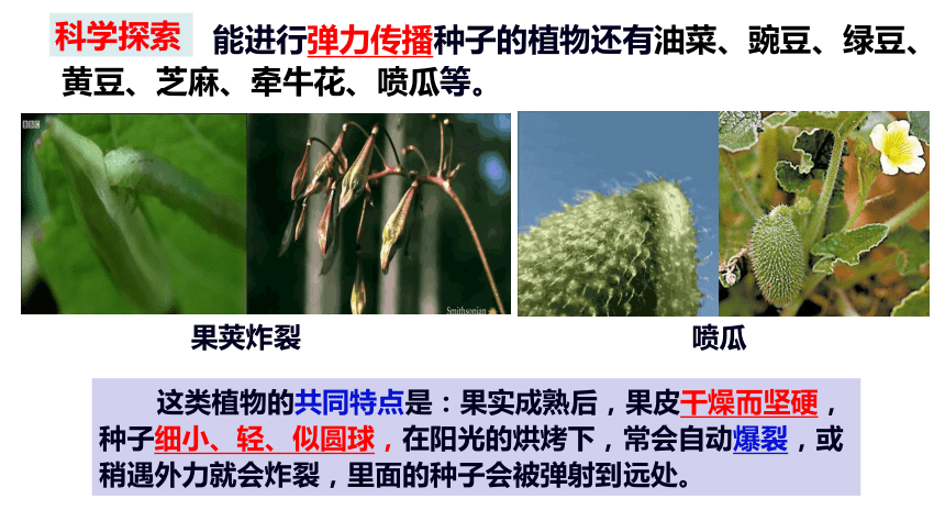 種子傳播植物資料有哪些_種子傳播植物資料怎么寫_植物傳播種子的資料