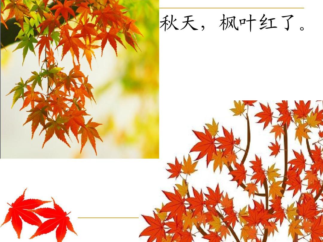 大連楓葉國際學校初小校區_大連楓葉國際學校初中招生_大連楓葉國際學校初中部