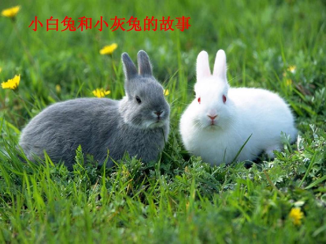 小寶貝長大了歌詞_小寶貝長大了是什么歌_寶貝你的小白兔又長大了