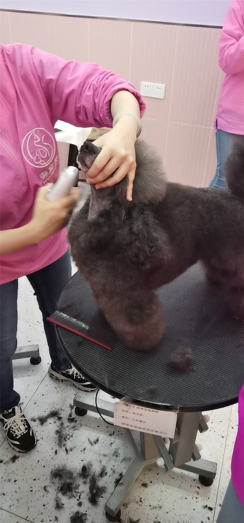 銀利寵物美容學校_showone寵物美容學校_寵物美容學校價格