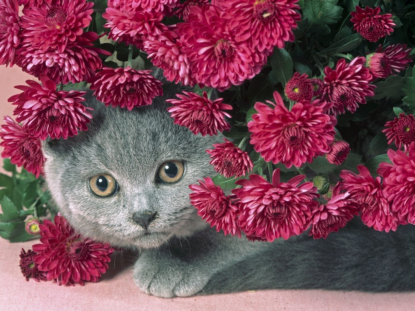 非州驚現牽牛花云_非州驚現牽牛花云_非州驚現牽牛花云